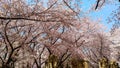 Cherry/Sakura tree flowering on time in Himeji-jÃâ¦ÃÂ castle Japan